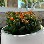 Chrysanthi's *