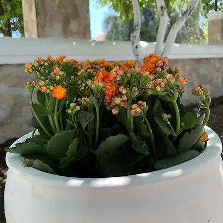 Chrysanthi's *